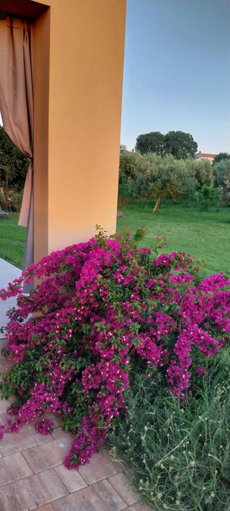 Vila Dubravka - Schoen Und Komfortabel Inmitten Von Olivenbaeumen Und Weinbergen Mit Whirlpool Valtura Εξωτερικό φωτογραφία