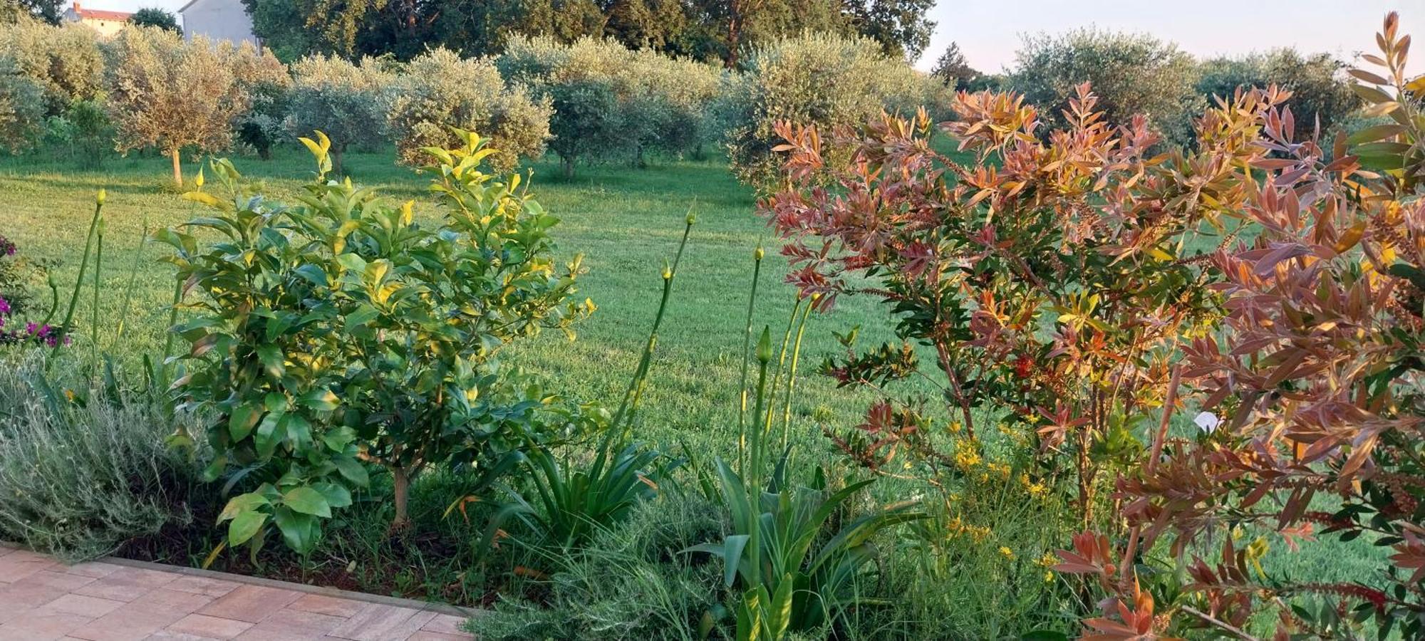 Vila Dubravka - Schoen Und Komfortabel Inmitten Von Olivenbaeumen Und Weinbergen Mit Whirlpool Valtura Εξωτερικό φωτογραφία