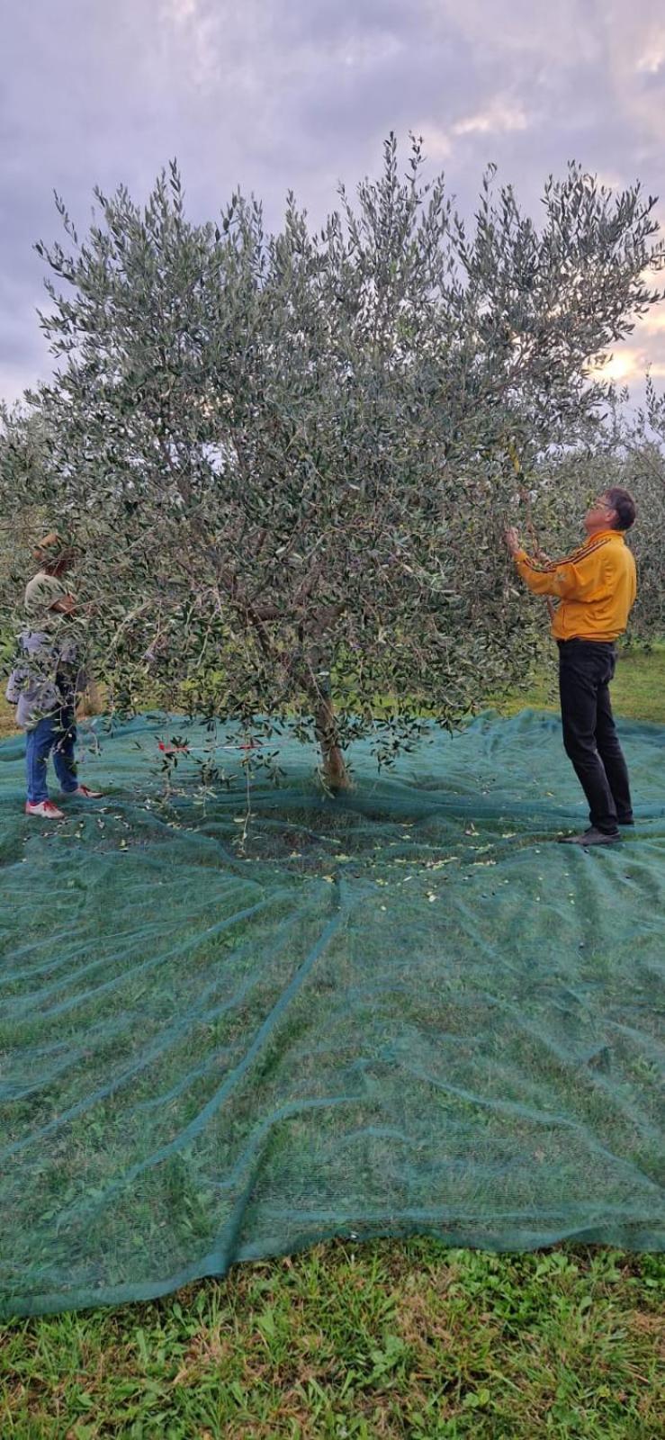 Vila Dubravka - Schoen Und Komfortabel Inmitten Von Olivenbaeumen Und Weinbergen Mit Whirlpool Valtura Εξωτερικό φωτογραφία